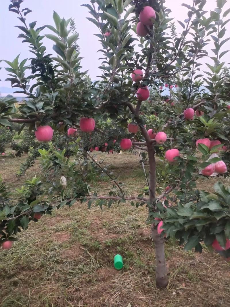 纸袋红星苹果黄土高坡优质产地