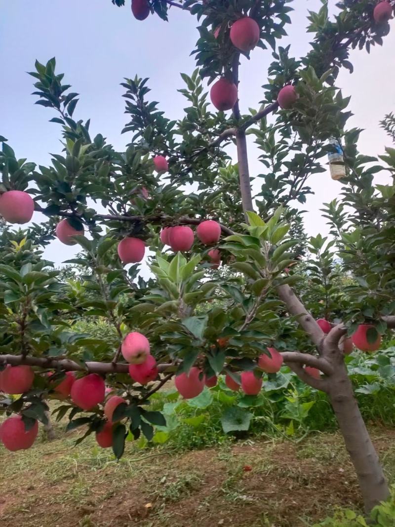 纸袋红星苹果黄土高坡优质产地