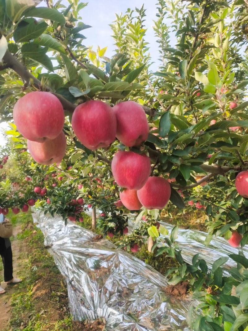 纸袋红星苹果黄土高坡优质产地