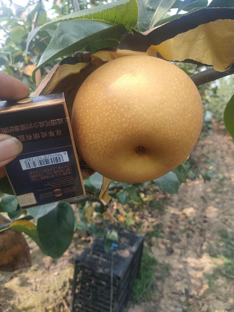 秋月梨，中秋佳节送礼佳品，想要的可以联系我