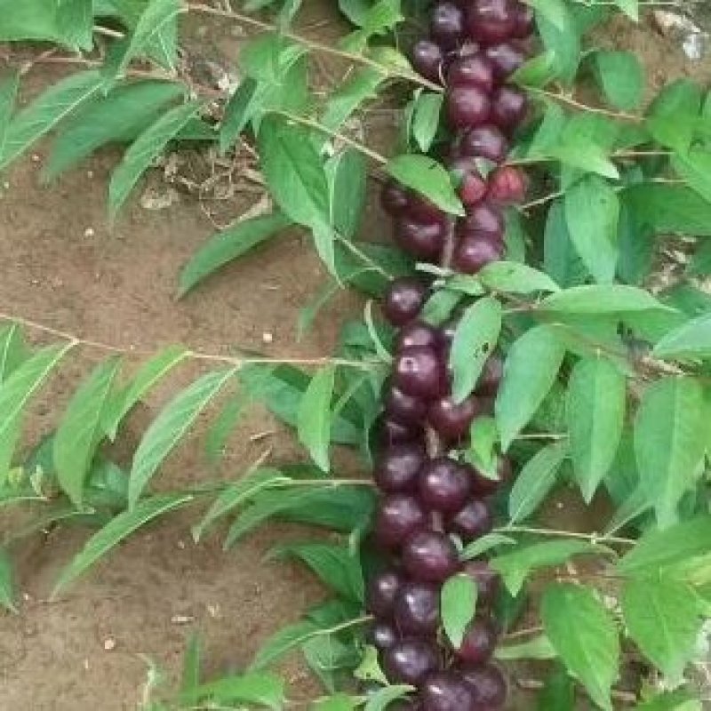 钙果苗2年生出售=钙果苗2年生出售当年挂果