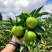 蜜橘甜橙椪柑现摘现发新鲜产地直销