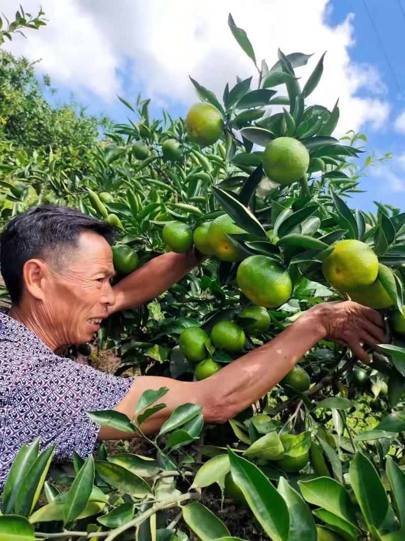 蜜橘甜橙椪柑现摘现发新鲜产地直销