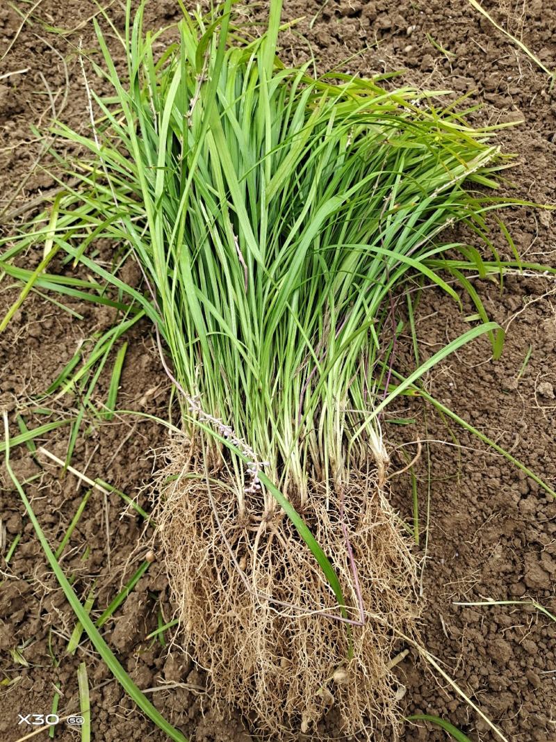 襄阳洪坤麦冬草基地大量特价批发中