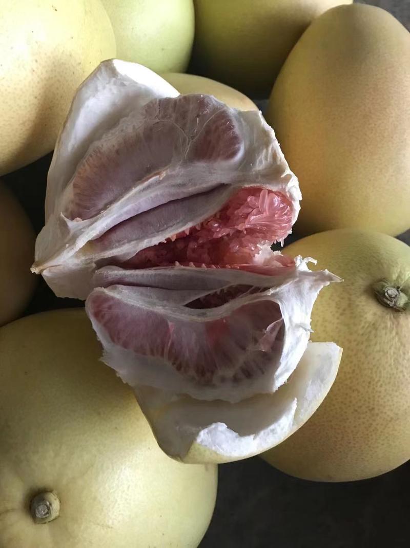 【精品】四川广安套袋三红柚，个头大，不干水皮色光滑甜度高！