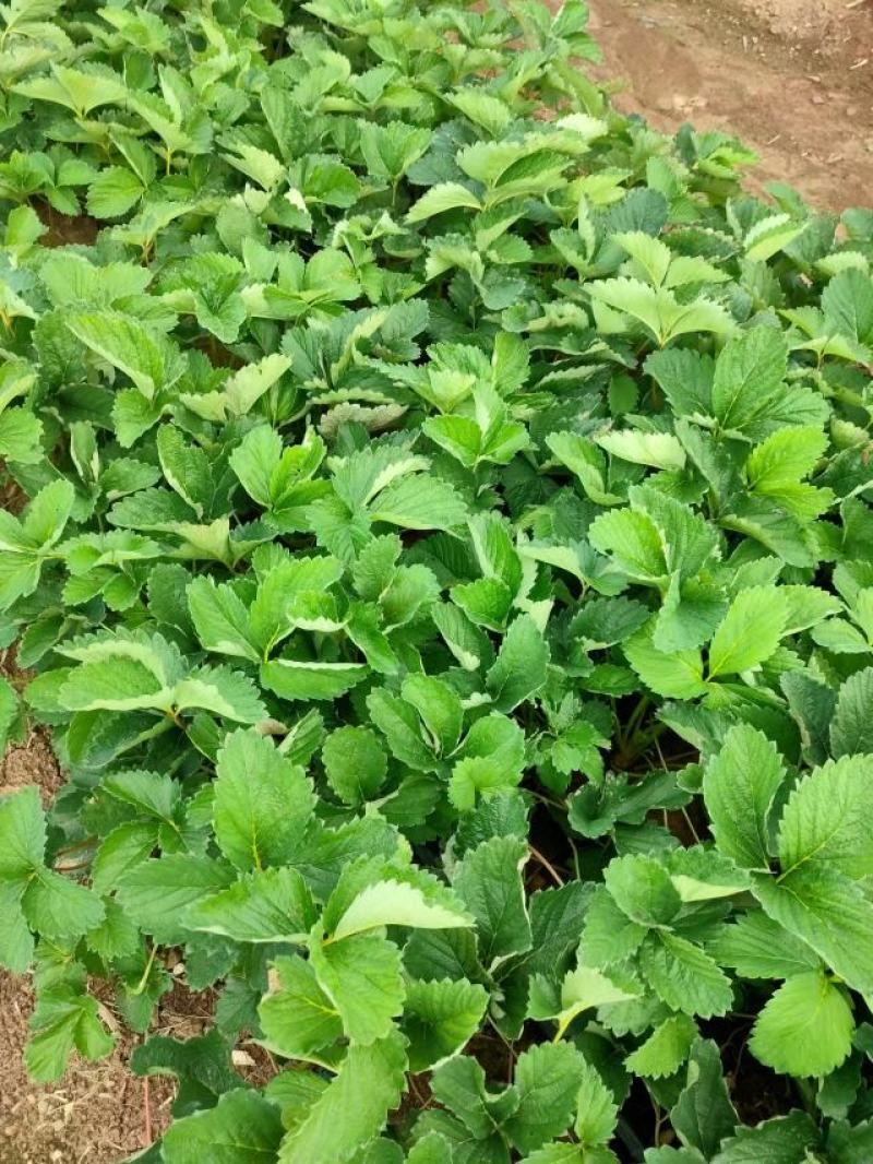 甜查理草莓法兰蒂已大量上市，诚招新老客商前来合作