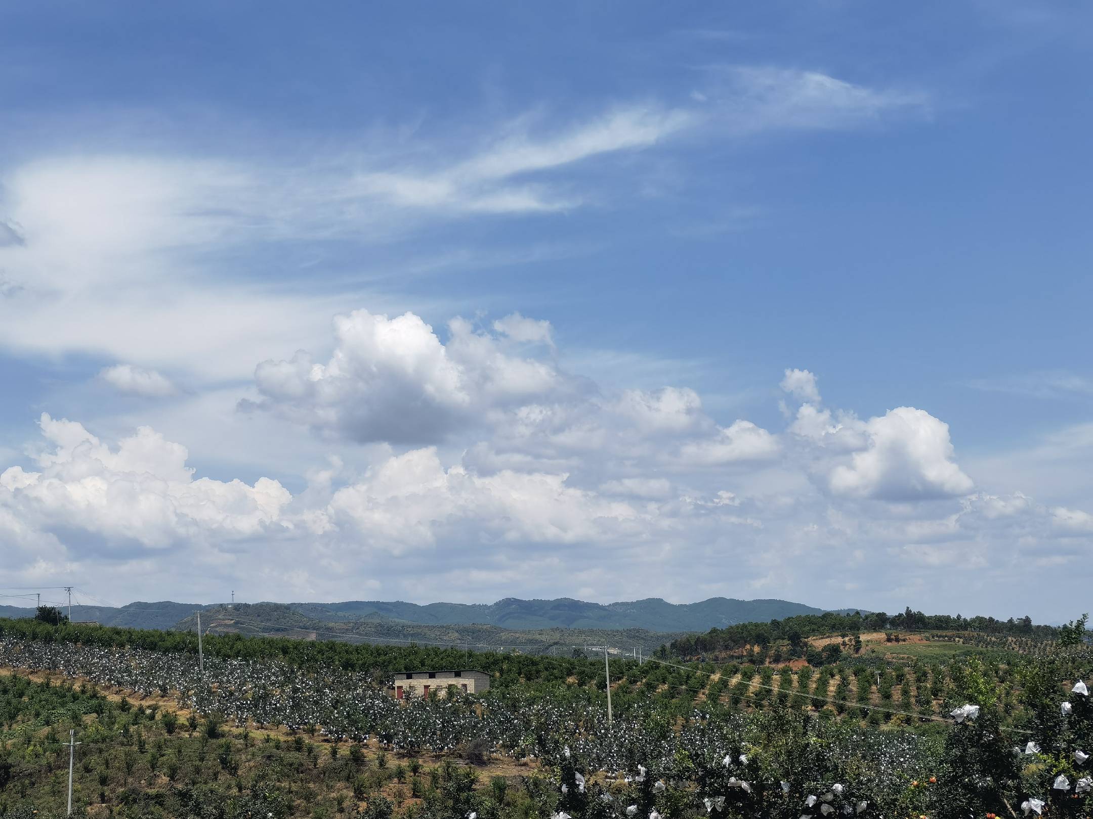 突尼斯软籽石榴果园全景