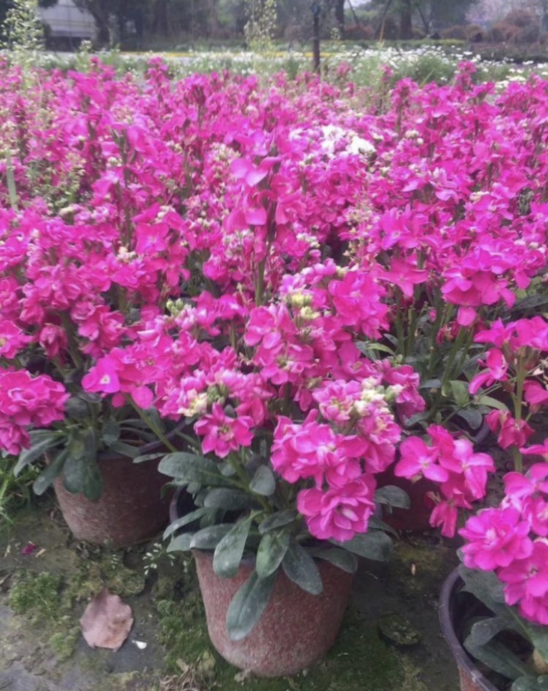 紫罗兰杯苗开花的紫罗兰基地低价出售需要的老板联系