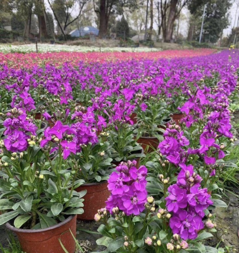 紫罗兰杯苗开花的紫罗兰基地低价出售需要的老板联系