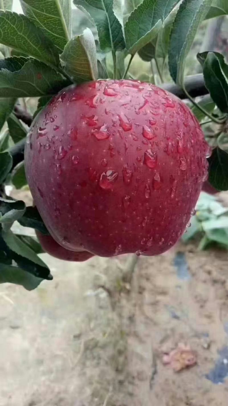 天水花牛上市了