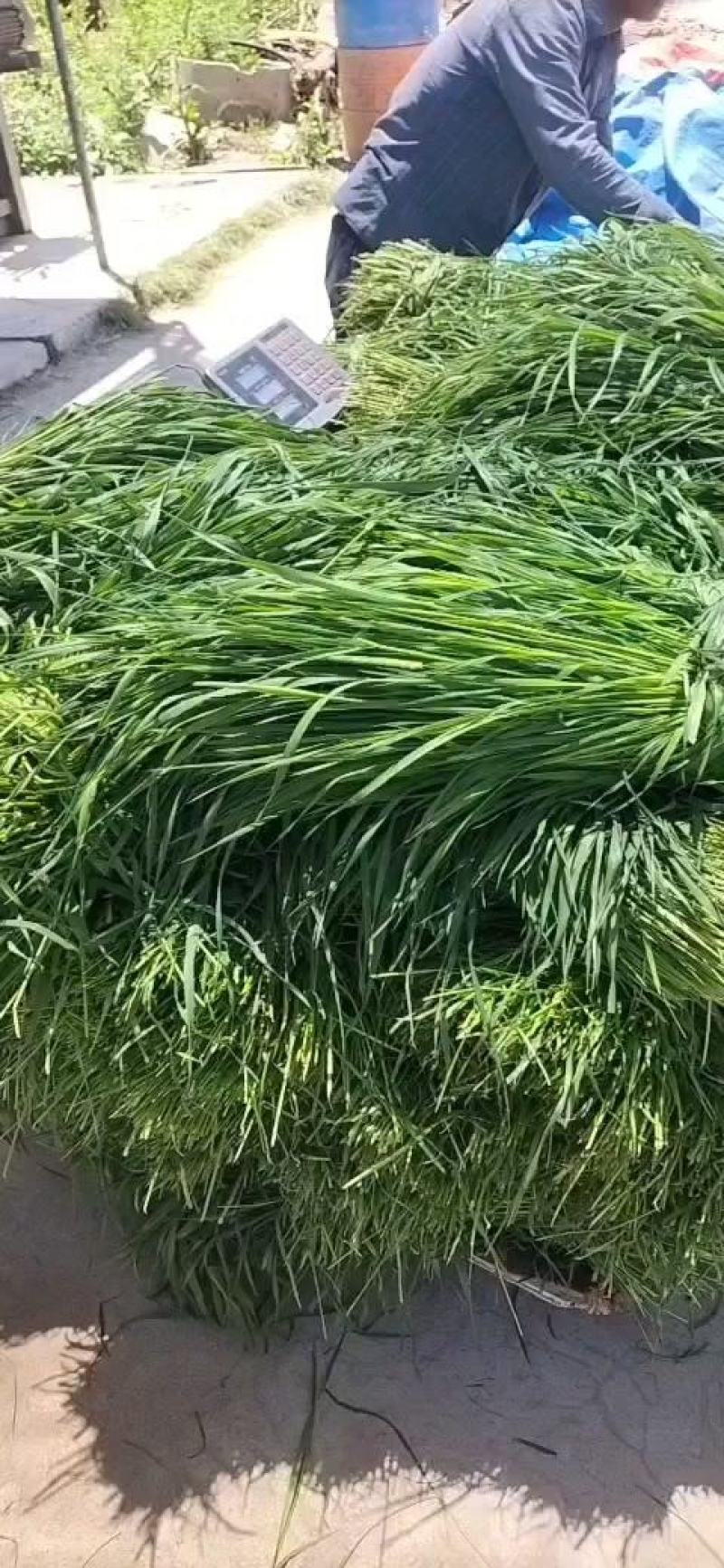 提莫西无穗