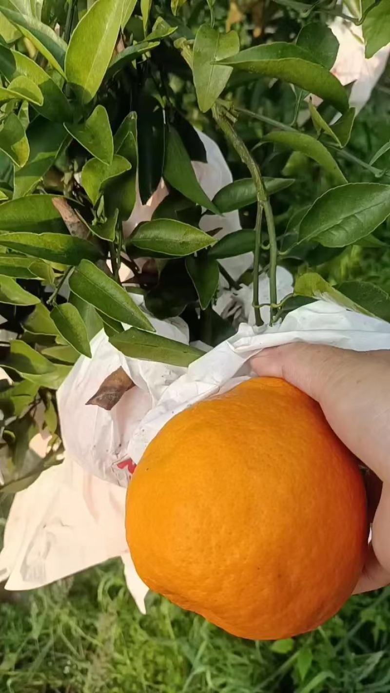 四川粑粑柑，品质保障产地直供量大优惠可视频看货。