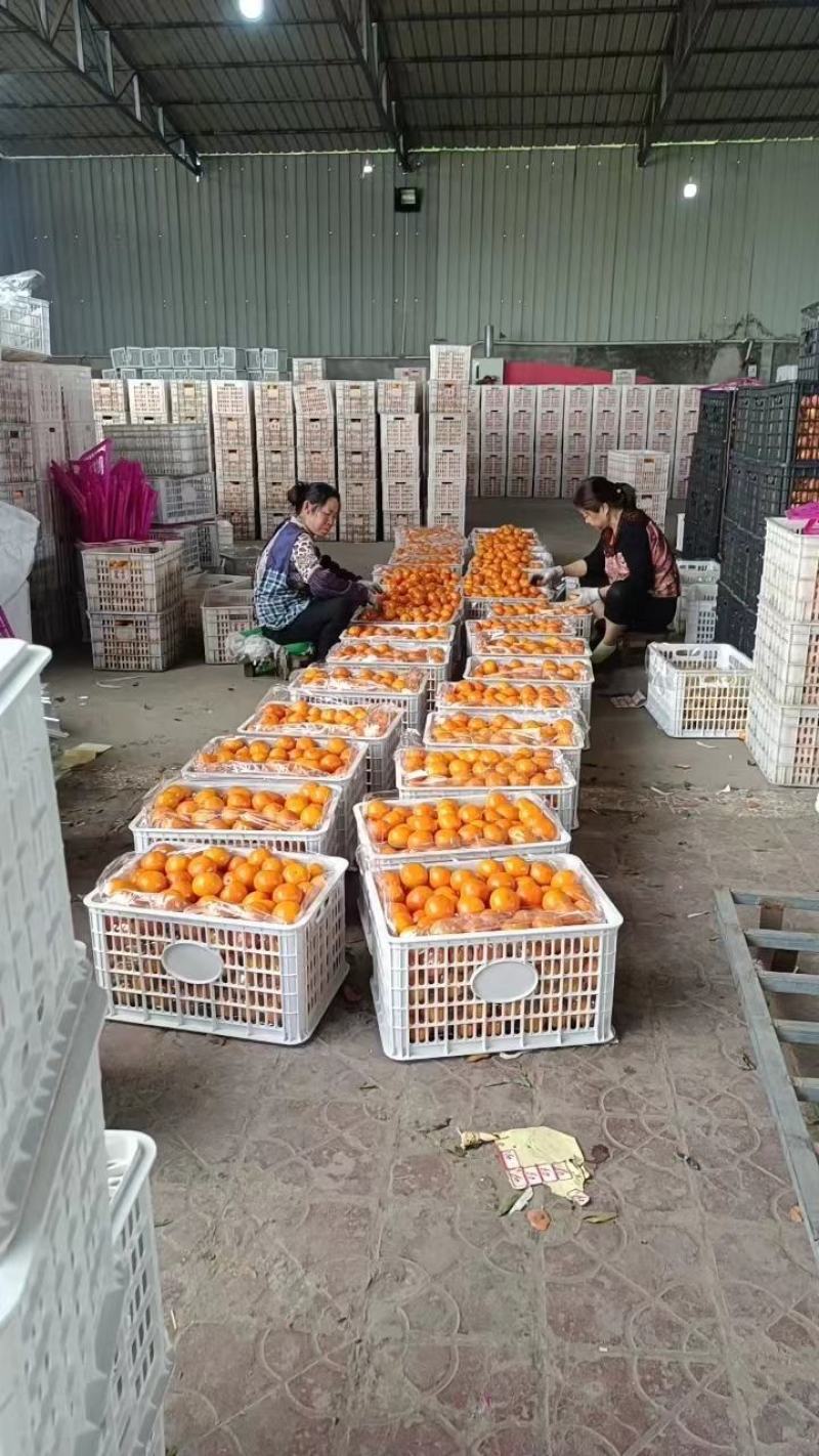 四川粑粑柑，品质保障产地直供量大优惠可视频看货。