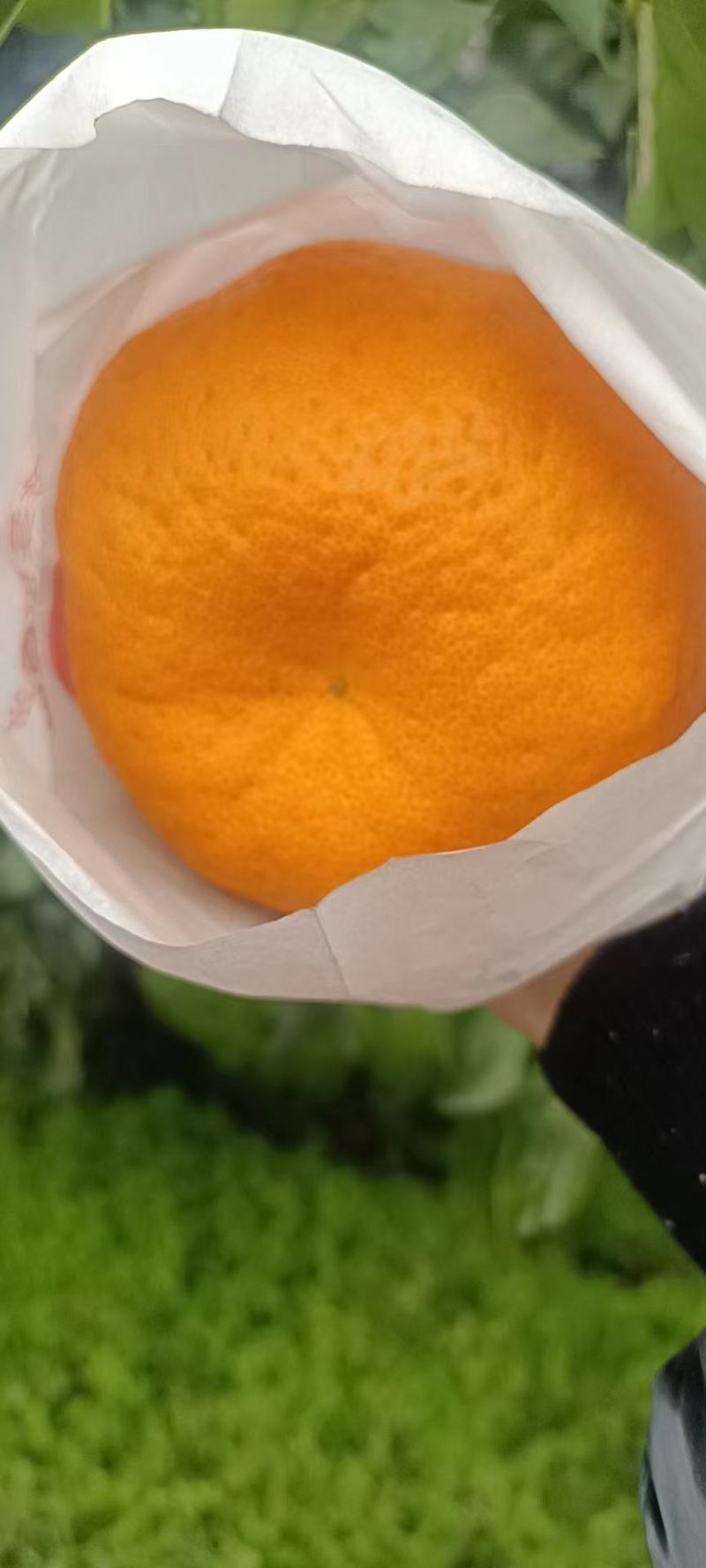 四川粑粑柑，品质保障产地直供量大优惠可视频看货。