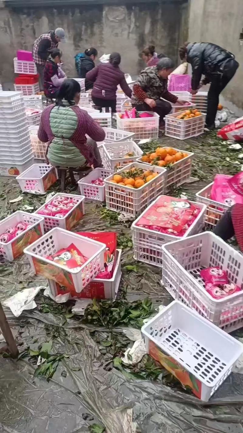四川粑粑柑，品质保障产地直供量大优惠可视频看货。