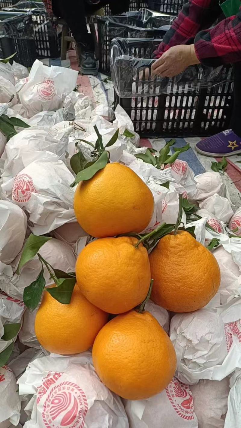 四川粑粑柑，品质保障产地直供量大优惠可视频看货。