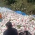 四川粑粑柑，品质保障产地直供量大优惠可视频看货。
