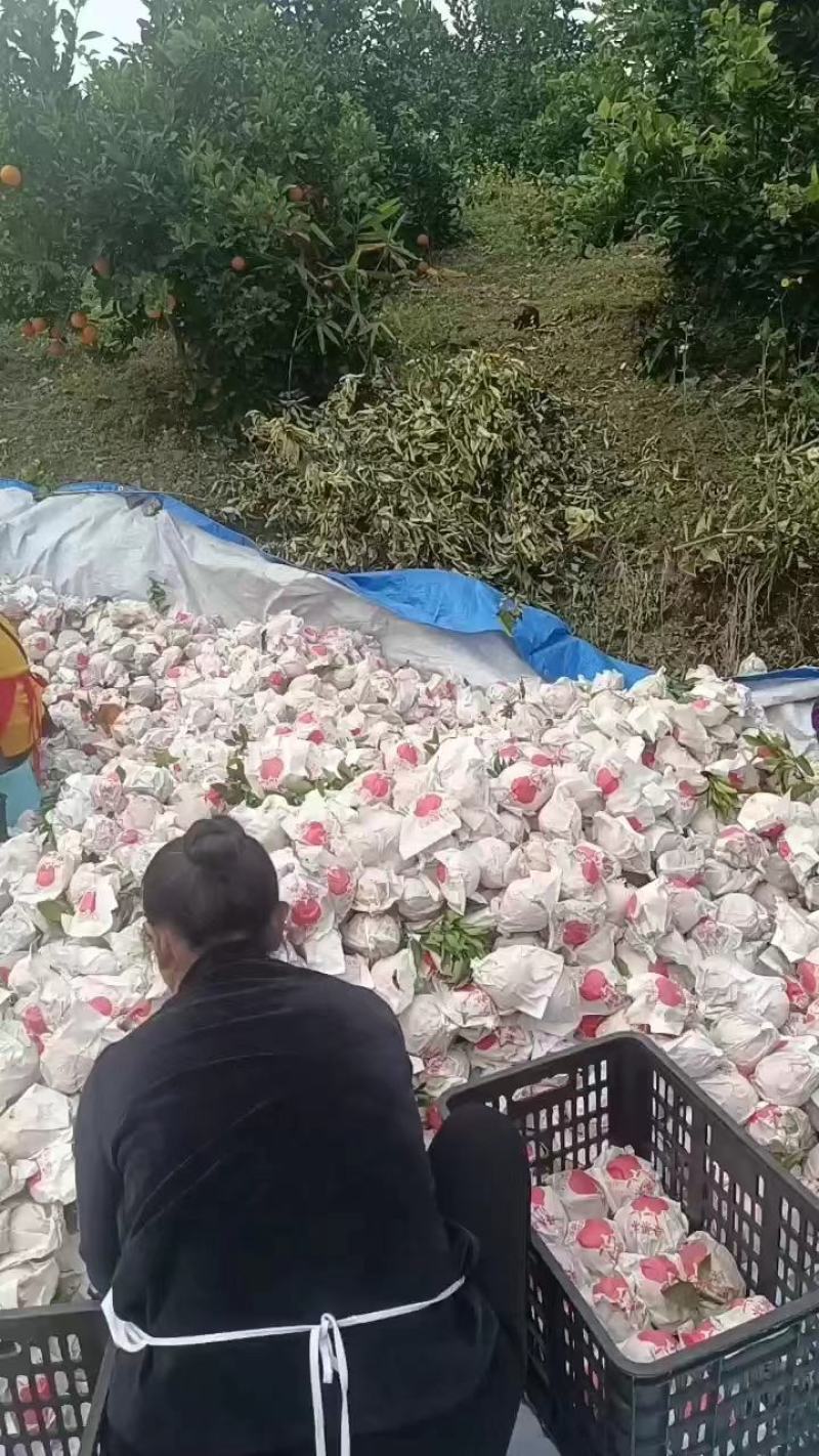 四川粑粑柑，品质保障产地直供量大优惠可视频看货。