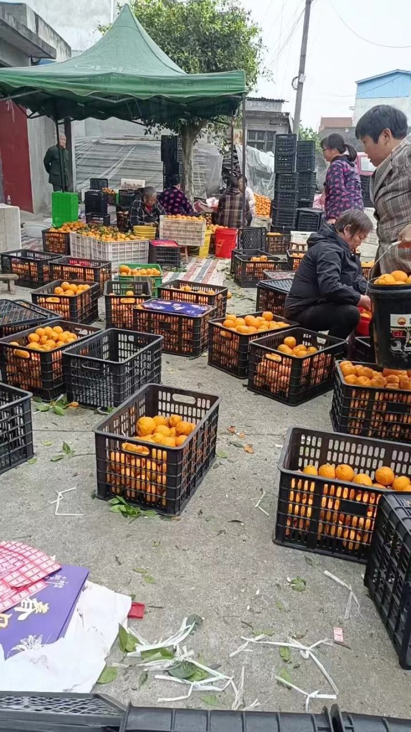 四川粑粑柑，品质保障产地直供量大优惠可视频看货。