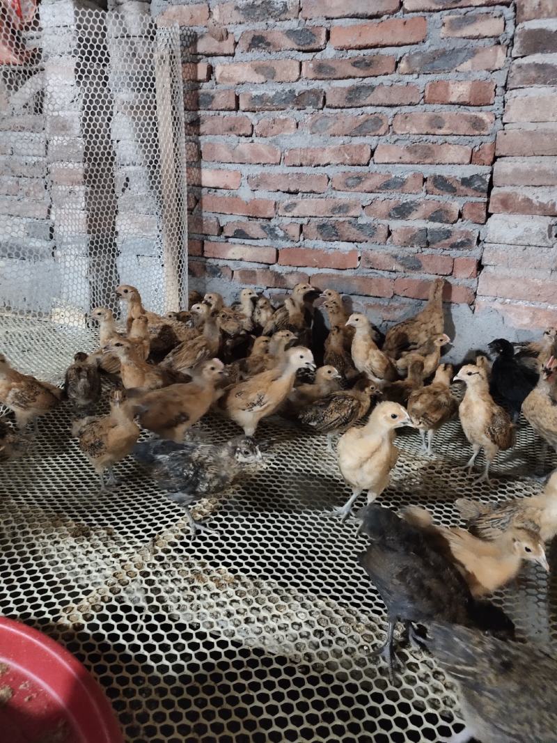 麻羽高产绿壳蛋鸡脱温母苗一月龄苗4到5两左右疫苗齐全