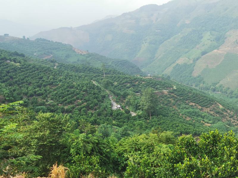 屏边白河镇鑫隆菠萝蜜基地，喝山泉水长大的菠萝蜜。
