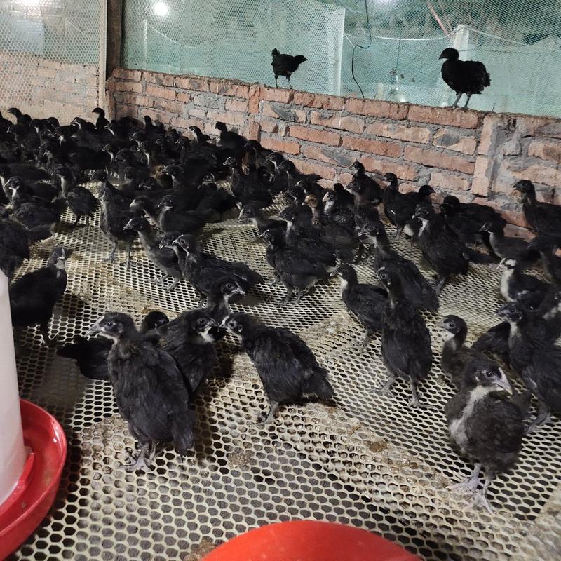 黑羽高产绿壳蛋鸡脱温母苗一月4到5两左右疫苗齐全鸡群健康