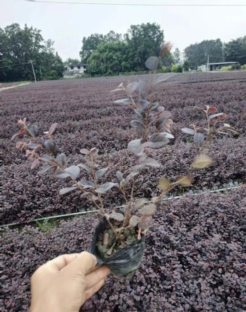 工程苗-红花继木杯苗四季不掉叶规格齐全款式齐全