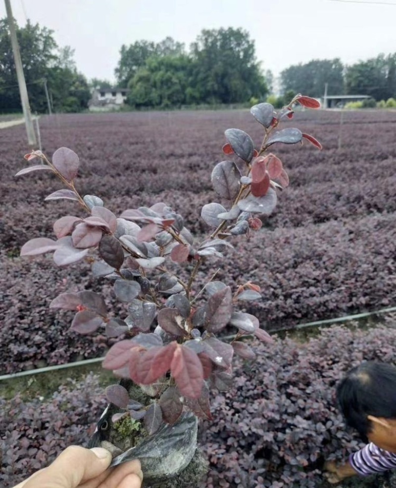 工程苗-红花继木杯苗四季不掉叶规格齐全款式齐全