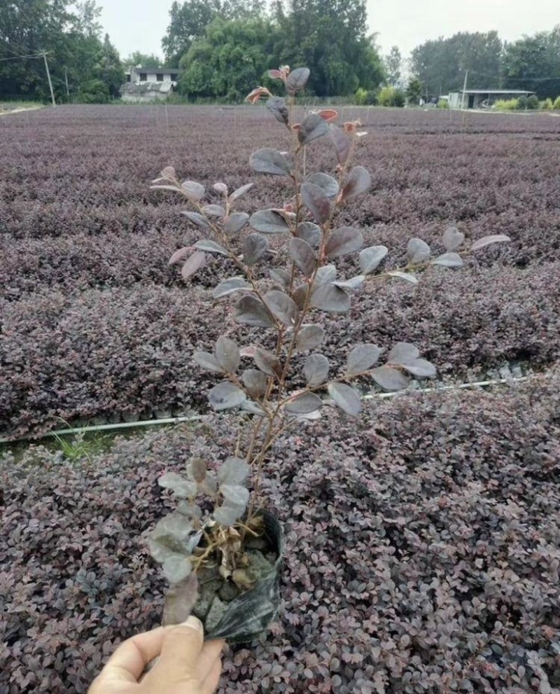 工程苗-红花继木杯苗四季不掉叶规格齐全款式齐全