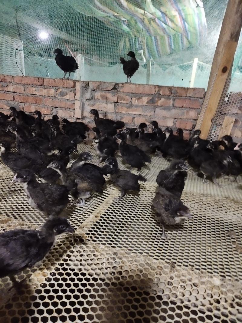 黑羽高产绿壳蛋鸡脱温母苗一月4到5两左右疫苗齐全鸡群健康