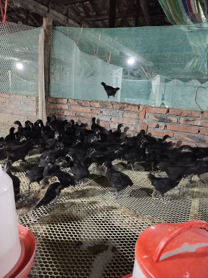黑羽高产绿壳蛋鸡脱温母苗一月4到5两左右疫苗齐全鸡群健康