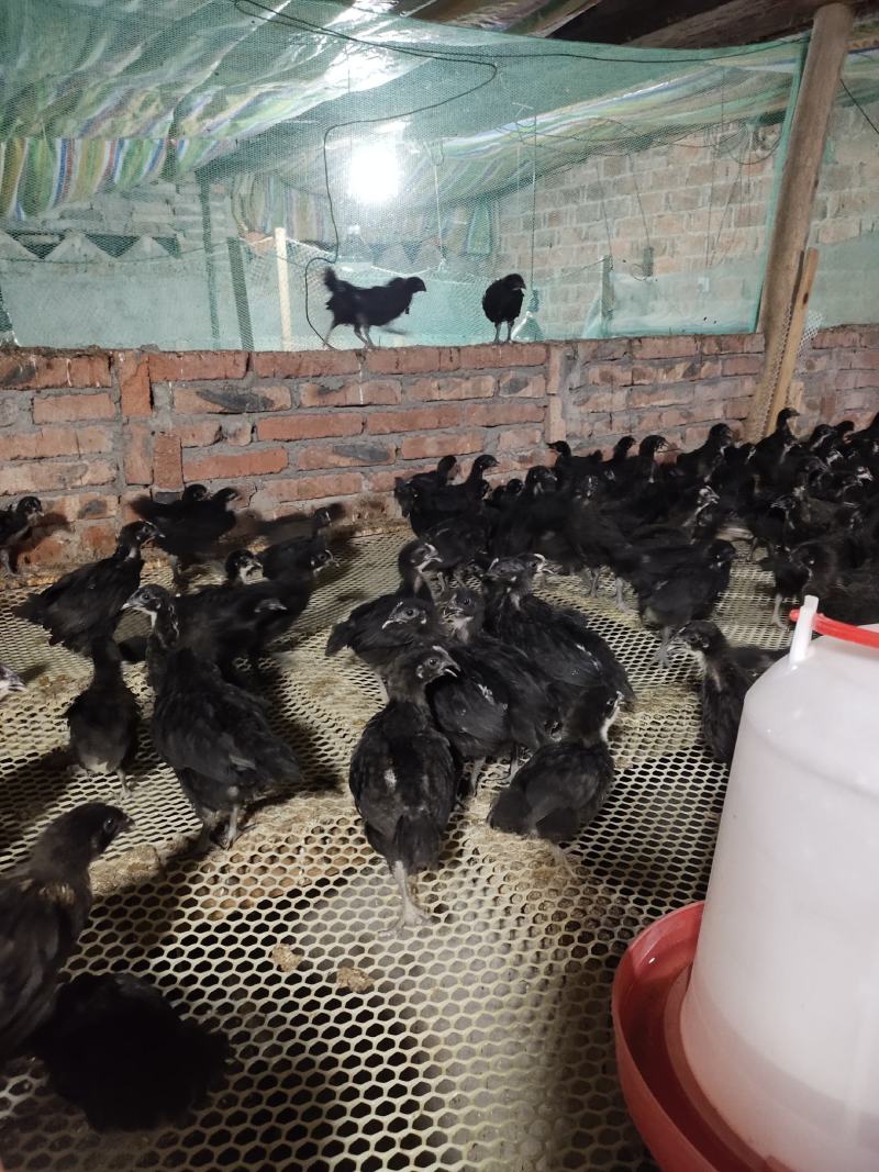 黑羽高产绿壳蛋鸡脱温母苗一月4到5两左右疫苗齐全鸡群健康