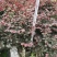 红继木杯苗，工程用苗，量大从优，欢迎实地考察