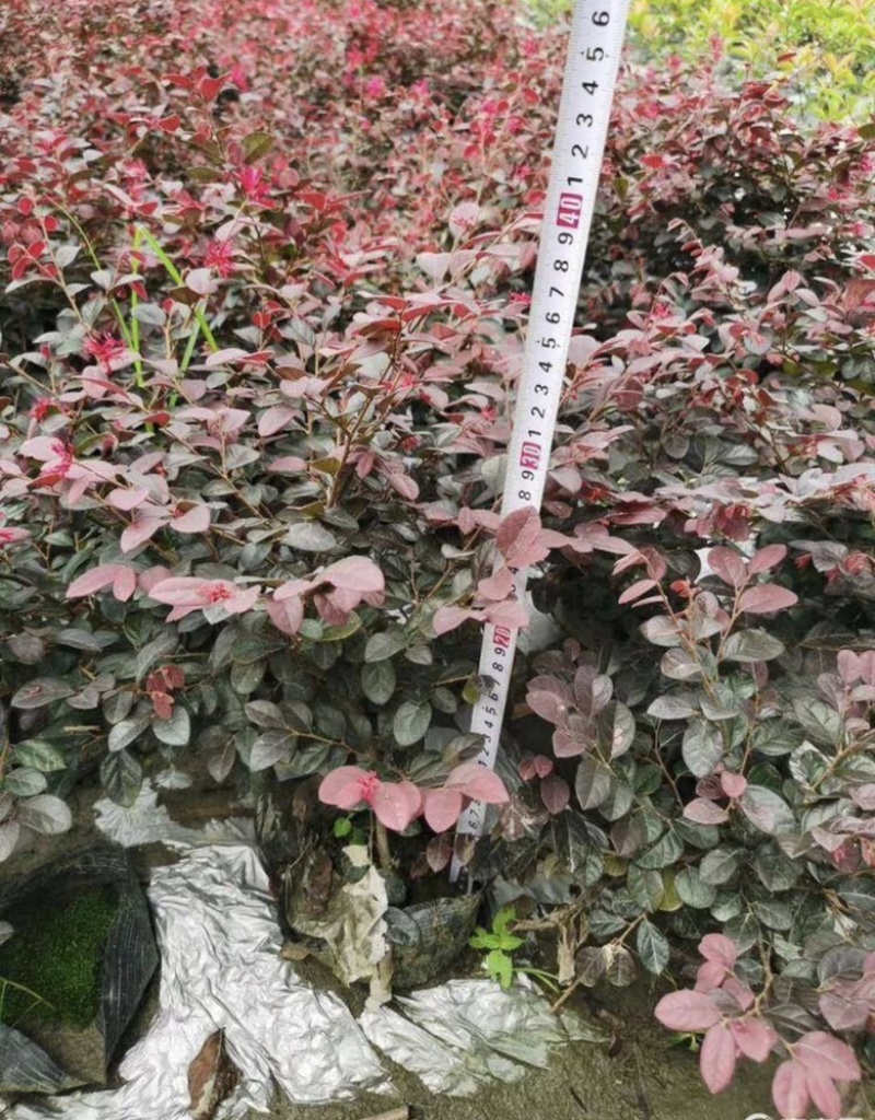 红继木杯苗，工程用苗，量大从优，欢迎实地考察