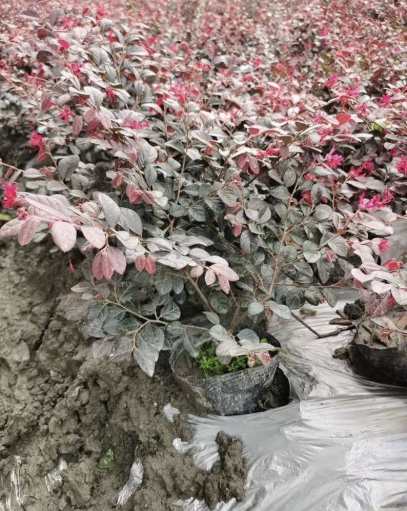 红继木杯苗，工程用苗，量大从优，欢迎实地考察