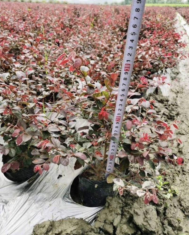 红继木杯苗，工程用苗，量大从优，欢迎实地考察