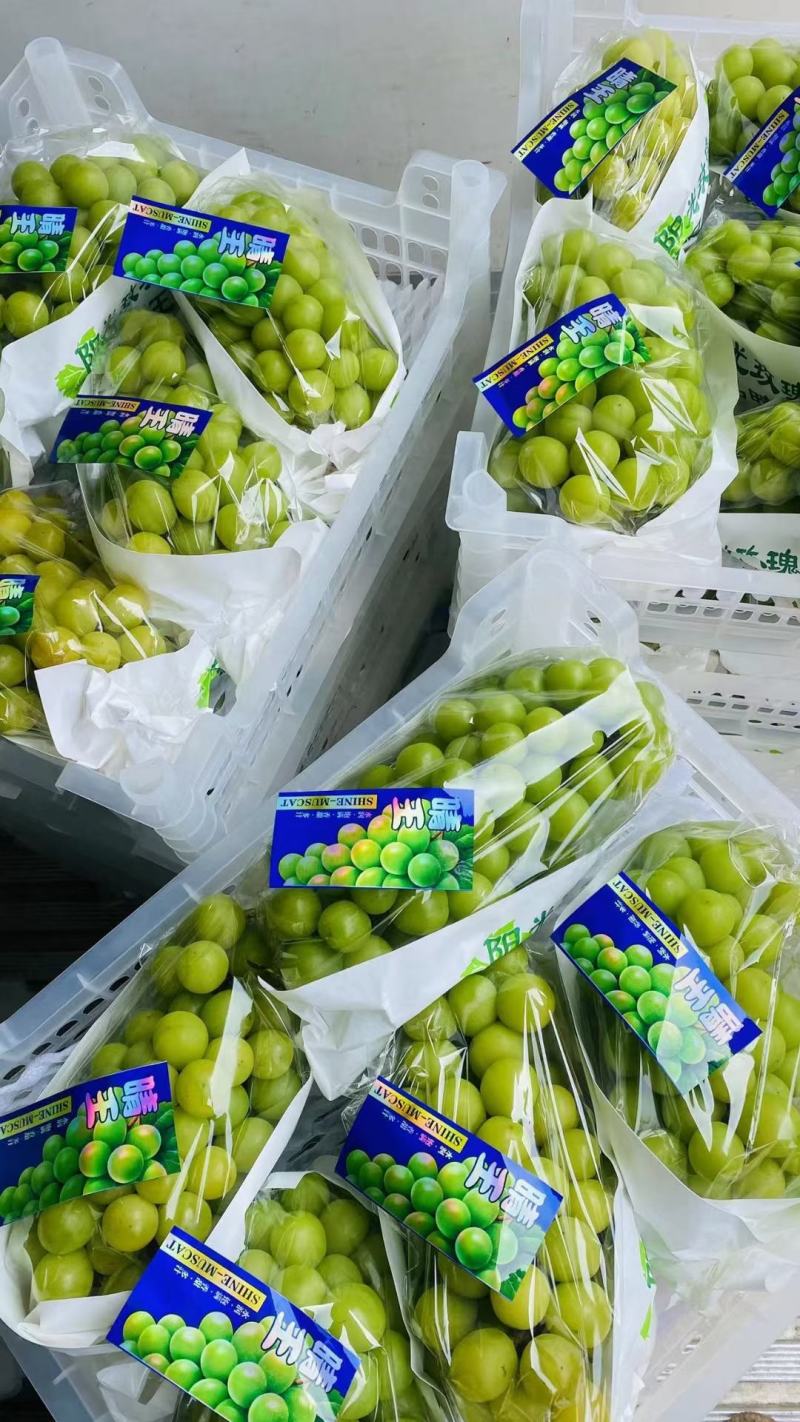 河北省石家庄市晋州市晴王阳光玫瑰大量上市中