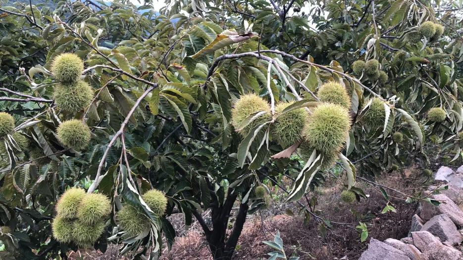 栗子树上挂满果实,果实呈棕色,外壳带刺,背景为秋季山林 栗子树上挂满果实