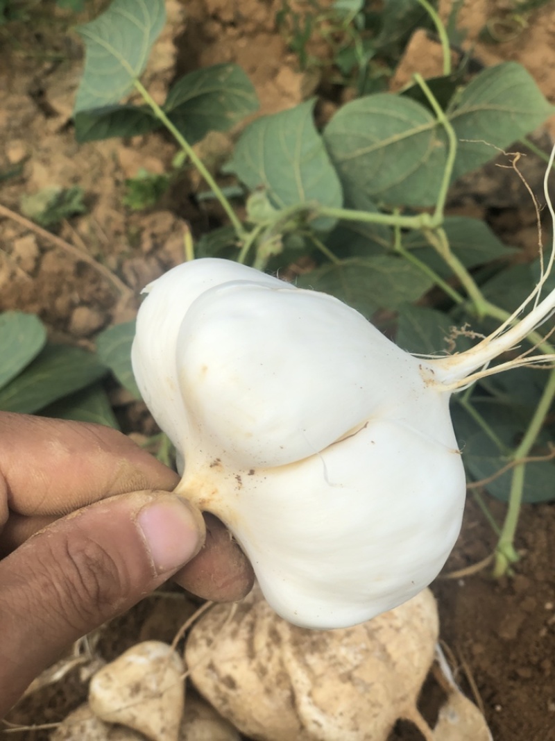 豆薯可以下手了
