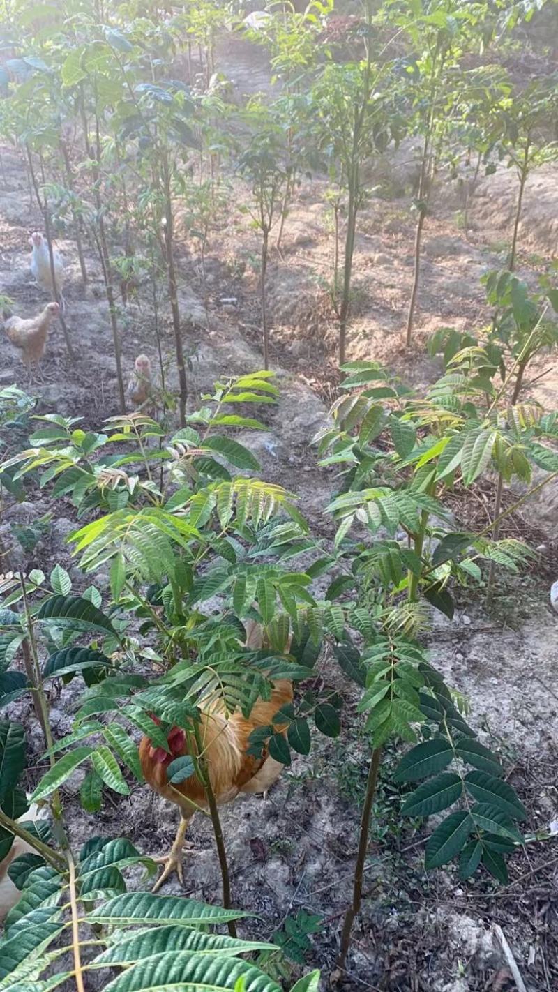 百W四季红油香椿苗，四季供应鲜芽