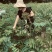 百W四季红油香椿苗，四季供应鲜芽
