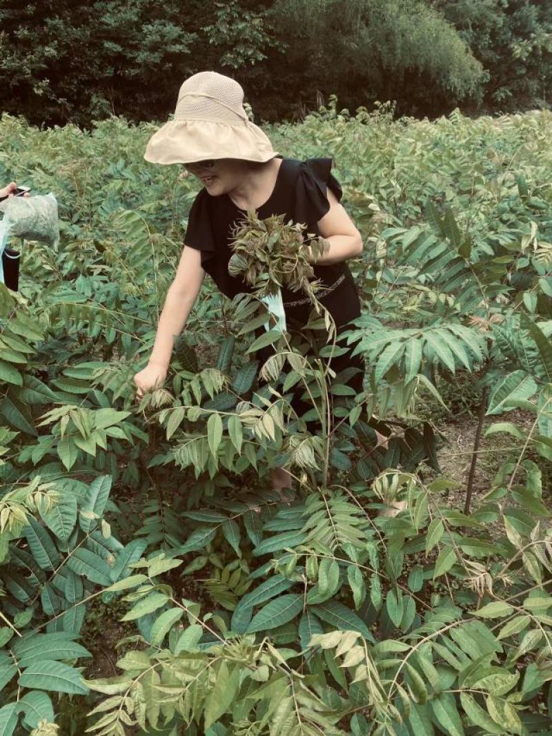 百W四季红油香椿苗，四季供应鲜芽