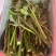 百W四季红油香椿苗，四季供应鲜芽