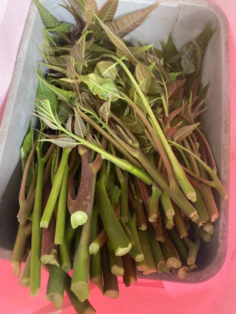 百W四季红油香椿苗，四季供应鲜芽