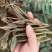 百W四季红油香椿苗，四季供应鲜芽