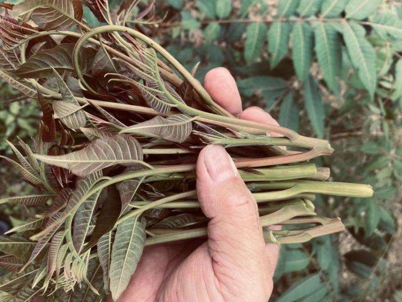 百W四季红油香椿苗，四季供应鲜芽