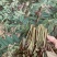 百W四季红油香椿苗，四季供应鲜芽