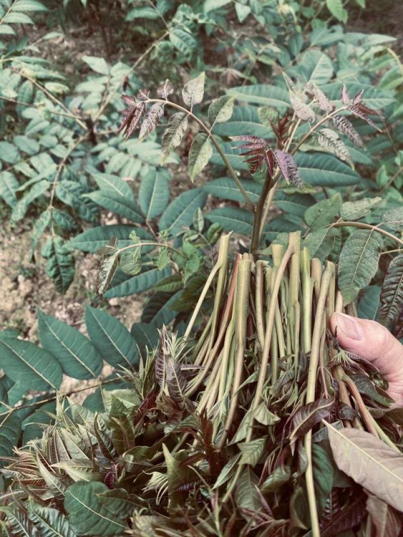 百W四季红油香椿苗，四季供应鲜芽