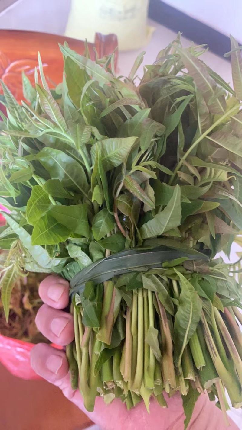 百W四季红油香椿苗，四季供应鲜芽
