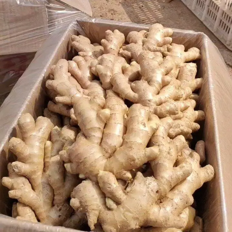 精品大黄姜生姜品质保证对接各类客户欢迎咨询合作